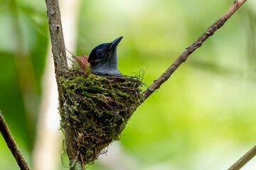 Paradise-Flycatcher It is a beautiful bird in nature in Thailand.