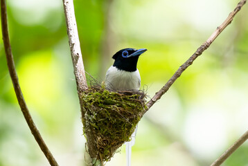 Paradise-Flycatcher It is a beautiful bird in nature in Thailand.