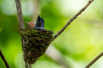 Paradise-Flycatcher It is a beautiful bird in nature in Thailand.