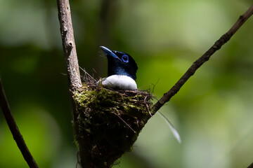 Paradise-Flycatcher It is a beautiful bird in nature in Thailand.