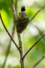 Paradise-Flycatcher It is a beautiful bird in nature in Thailand.