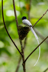 Paradise-Flycatcher It is a beautiful bird in nature in Thailand.