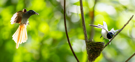 Paradise-Flycatcher It is a beautiful bird in nature in Thailand.