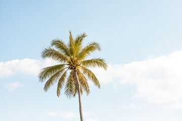 Fototapeta premium Palm Tree Silhouette Against a Clear Blue Sky