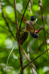 Paradise-Flycatcher It is a beautiful bird in nature in Thailand.