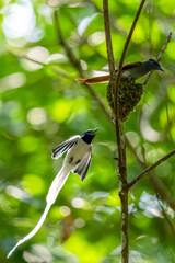 Paradise-Flycatcher It is a beautiful bird in nature in Thailand.