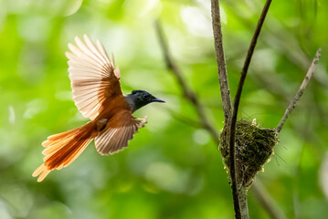 Paradise-Flycatcher It is a beautiful bird in nature in Thailand.