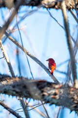 Summer Tanager bird in Costa Rica