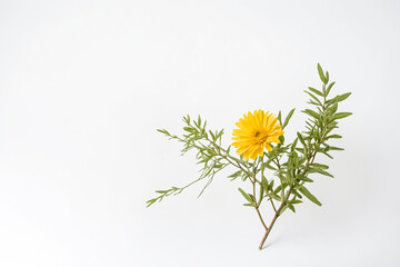 Single Yellow Flower with Green Stem on White Background