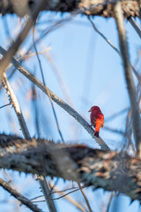 Summer Tanager bird in Costa Rica