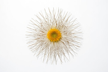 Dried Flower with Yellow Center