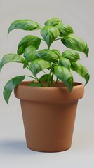 Obraz premium Lush Green Basil Plant in Rustic Clay Pot for Culinary and Home Decor