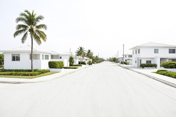 Obraz premium White Houses on a Palm Tree Lined Street