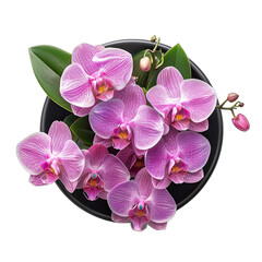 Pot of Orchid isolated on white background, top view