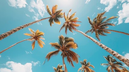  Group of palm trees reaching upward, against a backdrop of bright blue sky White clouds dotting the mid-foreground