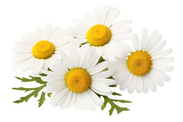 Fototapeta premium Close-up of chamomile flowers isolated on transparent background.