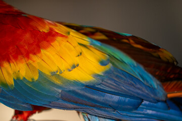 Obraz premium Scarlet macaw bird parrot Costa Rica paradise animal captured beautiful feather close-up of a scarlet macaw parrot bird