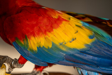 Obraz premium Scarlet macaw bird parrot Costa Rica paradise animal captured beautiful feather close-up of a scarlet macaw parrot bird