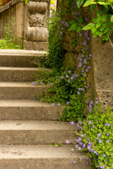 Romantic stone staircase with greenery by cushion bellflower (Campanula Muralis)