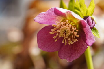 クリスマスローズ