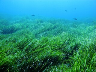 Sea grass, fish and blue ocean, travel picture. Seascape with the grass, blue sea with sun reflection. Swimming fish in the shallow sea, underwater photography from scuba diving. 