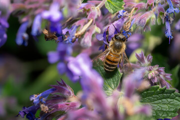 Close-up image of a western honey bee or European honey bee (Apis mellifera) on purple flowers.	