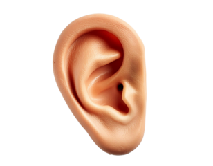 human ear isolated in PNG transparent