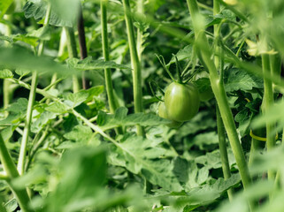 Close-up unripe fresh tomatoes on a bush. Vegetables for a healthy diet. Concept of gardening. Copy space