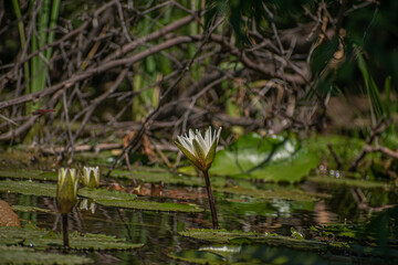 white water lily