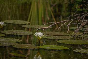 white water lilies