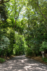 Fototapeta premium 明治神宮、原宿駅から明治神宮会館へ通じる道・一の鳥居付近（東京都渋谷区）