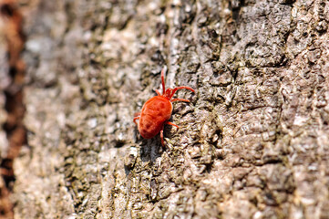 Trombidium holosericeum or Red beetle on a tree. Macro photography