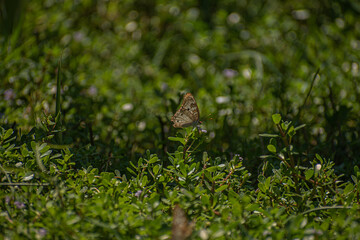 A butterfly perched on a small stem, displaying its beautiful wings.