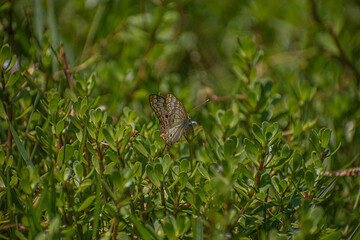 A butterfly perched on a small stem, displaying its beautiful wings.