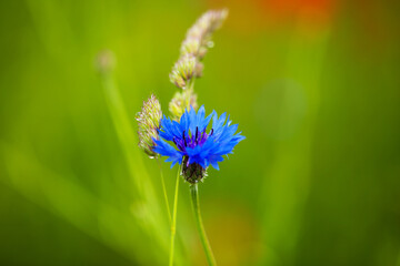 Cornflower alone in the field