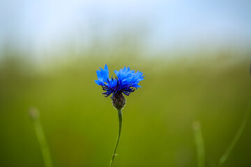 Cornflower alone in the field