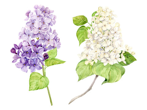 Watercolor illustration of lilac. Set of white and purple syringa branches with leaves. Fragrant spring flower on a transparent background. Botanical illustration for wedding invitation, greeting card