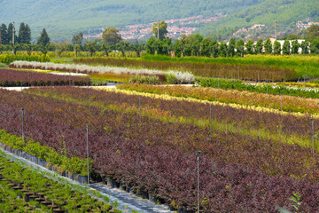 View of the fields with a variety of flowers, plants, seedlings of bushes. Flower farms. Private flower and plant growing business. Cultivation of ornamental plants