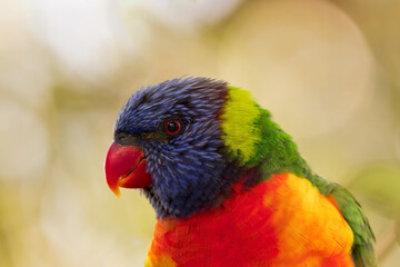 Rainbow Lorikeet Closeup Shot 