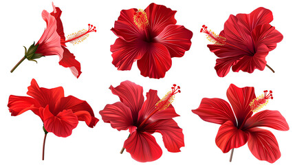 Set of tropical red hibiscus flowers isolated on white background