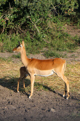 antelope in the woods