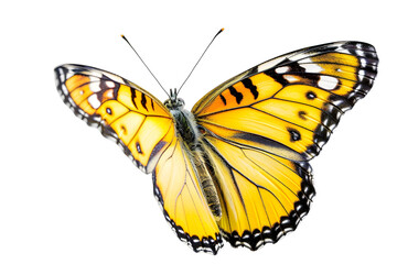 Fototapeta premium Beautiful colorful buterfly isolated on white background