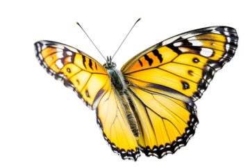 Beautiful colorful buterfly isolated on white background