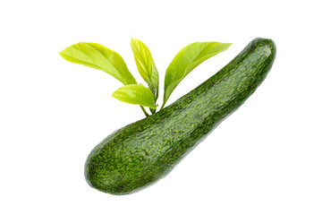 Long avocado fruit, Fresh long neck avocado