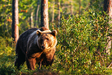 bear in the woods