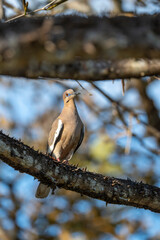 pigeon bird animal costa rica