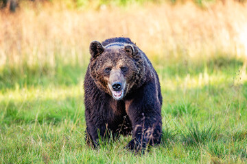 Fototapeta premium brown bear in the grass
