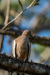 pigeon bird animal costa rica