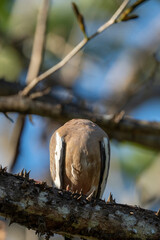 pigeon bird animal costa rica