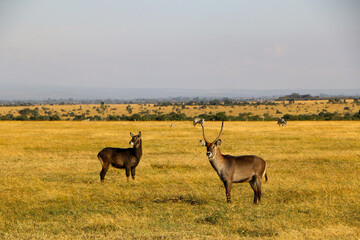 antelope in the wild, Kenya 
